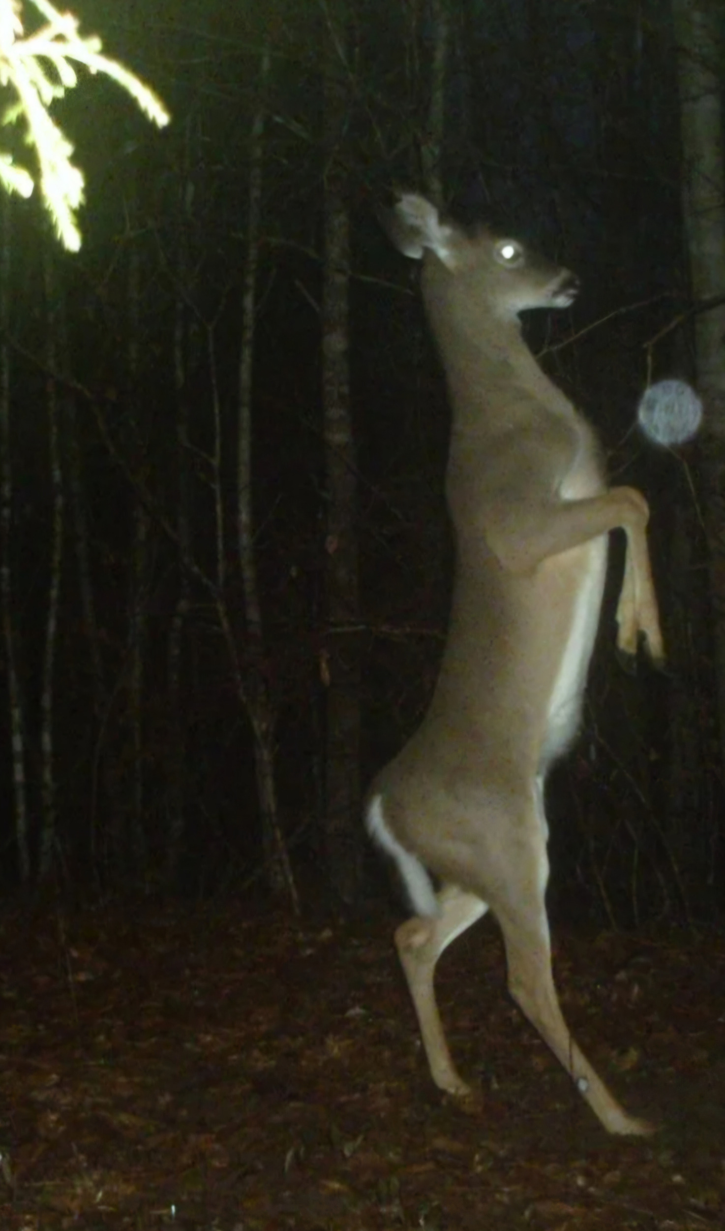 SCP-369 Blank Meme Template