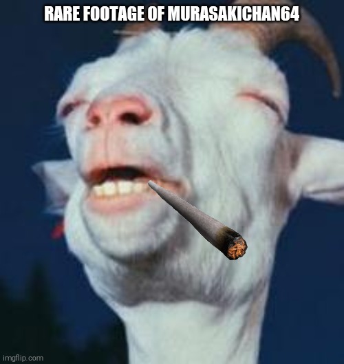 The goat girl | RARE FOOTAGE OF MURASAKICHAN64 | image tagged in goat | made w/ Imgflip meme maker