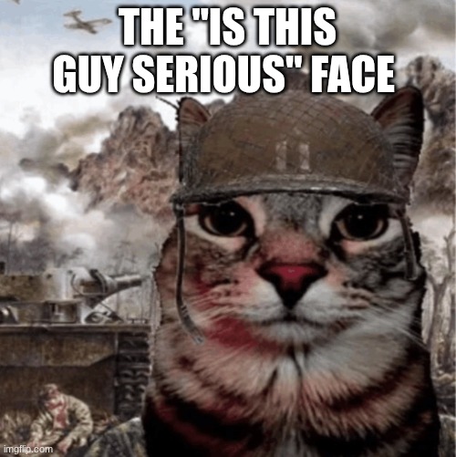 War Cat | THE "IS THIS GUY SERIOUS" FACE | image tagged in war cat | made w/ Imgflip meme maker