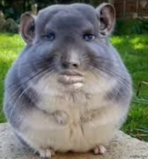 "i'm chopped" and they're the prettiest person to step foot in msmg | image tagged in disappointed chinchilla | made w/ Imgflip meme maker