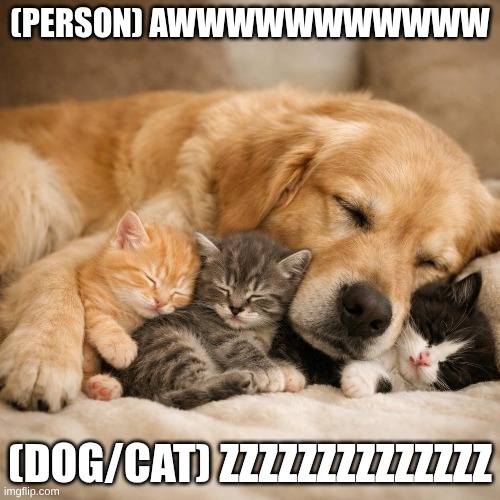 cute animals sleeping | (PERSON) AWWWWWWWWWWW; (DOG/CAT) ZZZZZZZZZZZZZZ | made w/ Imgflip meme maker