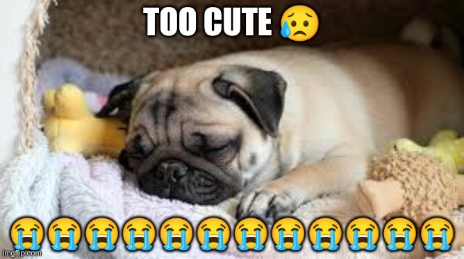 TOO CUTE 😥; 😭😭😭😭😭😭😭😭😭😭😭😭 | made w/ Imgflip meme maker