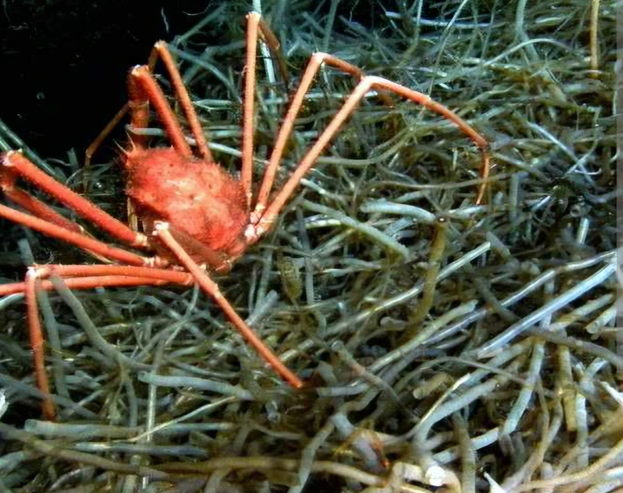 SCP-098 Blank Meme Template