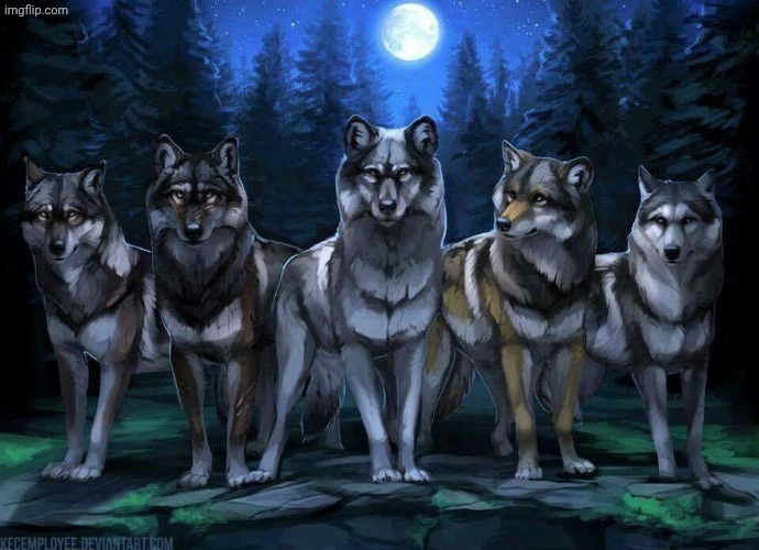 Wolf Pack | image tagged in wolf pack | made w/ Imgflip meme maker