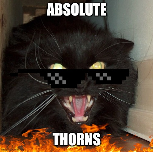 ABSOLUTE THORNS | ABSOLUTE; THORNS | image tagged in angry screaming cat | made w/ Imgflip meme maker
