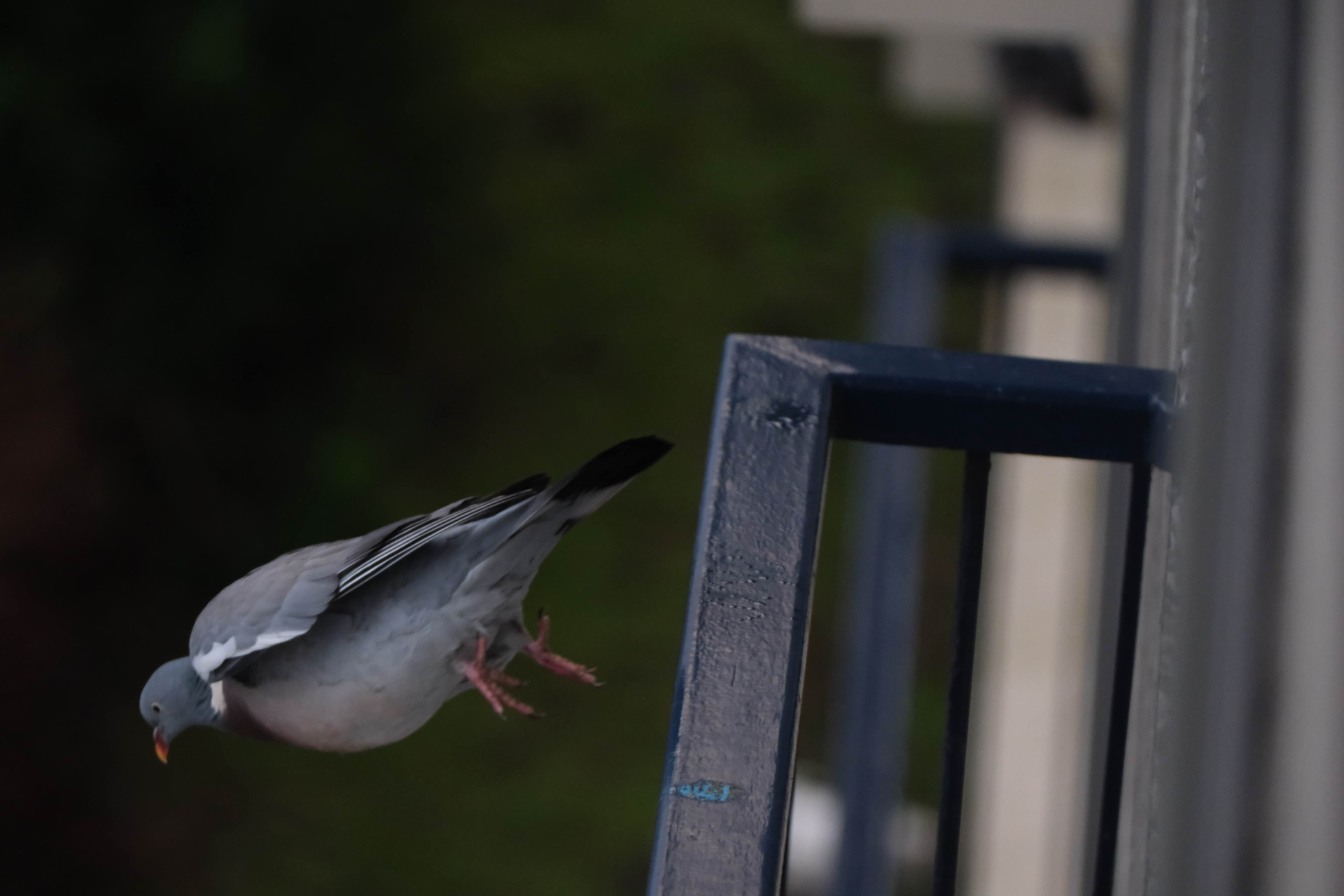 yeet pigeon Blank Meme Template