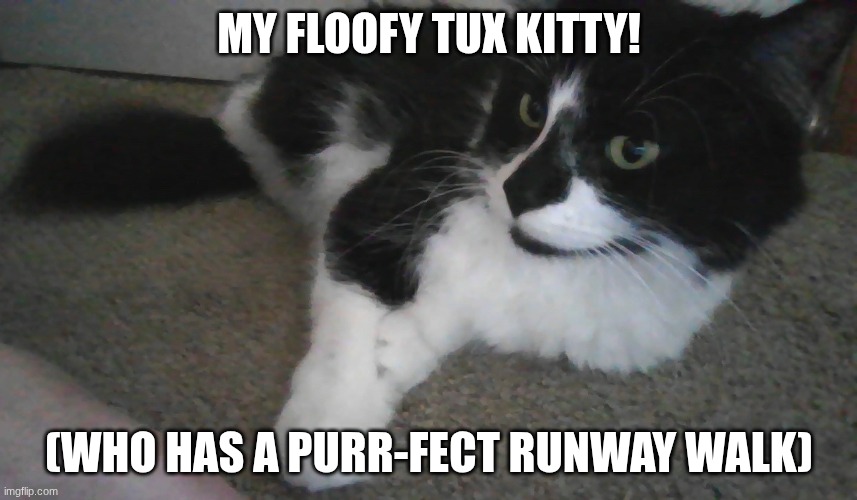 cute kitty! | MY FLOOFY TUX KITTY! (WHO HAS A PURR-FECT RUNWAY WALK) | image tagged in fluffy tuxedo cat | made w/ Imgflip meme maker