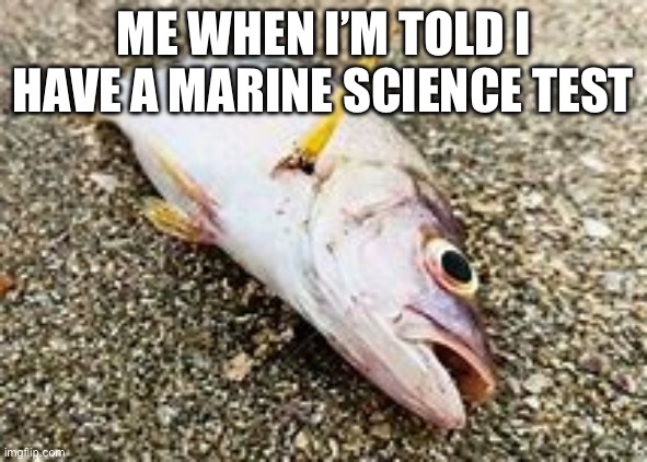 dead fish | ME WHEN I’M TOLD I HAVE A MARINE SCIENCE TEST | image tagged in dead fish | made w/ Imgflip meme maker