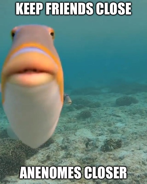 staring fish | KEEP FRIENDS CLOSE; ANENOMES CLOSER | image tagged in staring fish | made w/ Imgflip meme maker