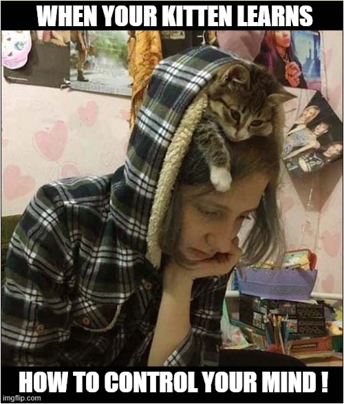 He Thinks He's Remy ! | WHEN YOUR KITTEN LEARNS; HOW TO CONTROL YOUR MIND ! | image tagged in cats,kitten,mind control,remy,ratatouille | made w/ Imgflip meme maker