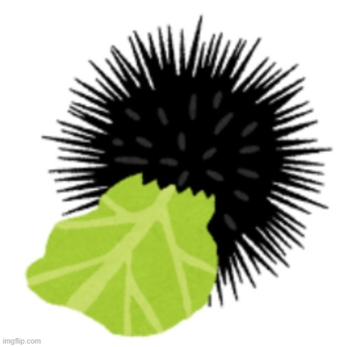 Illustration of a sea urchin eating cabbage | image tagged in illustration of a sea urchin eating cabbage | made w/ Imgflip meme maker