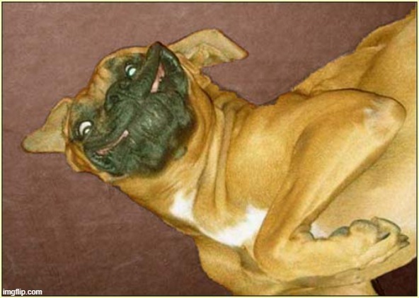 Smile ! | image tagged in dogs,boxer,smile | made w/ Imgflip meme maker