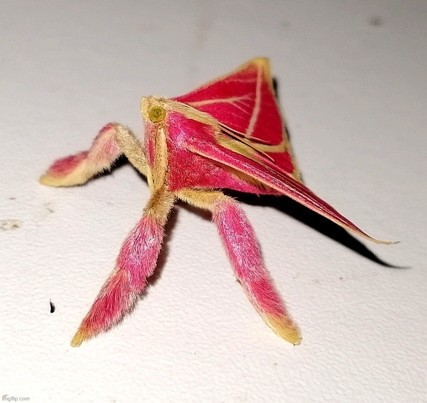 pink snout moth | made w/ Imgflip meme maker
