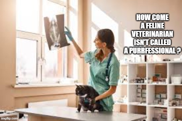 How come feline veterinarians aren't known as cat purrfessionals ? | HOW COME A FELINE VETERINARIAN ISN'T CALLED A PURRFESSIONAL ? | image tagged in funny,fun,cat,kittens,veterinarian,play on words | made w/ Imgflip meme maker