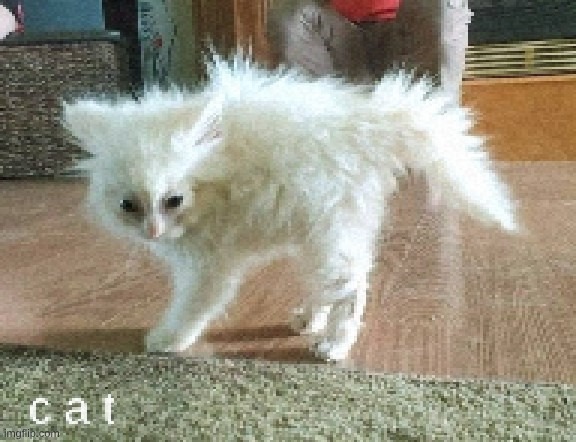 another low quality image!!!!!11! | image tagged in low quality | made w/ Imgflip meme maker