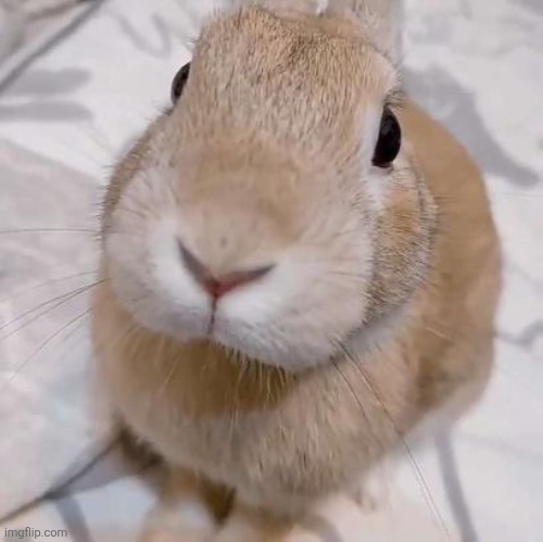 image tagged in slungus | made w/ Imgflip meme maker