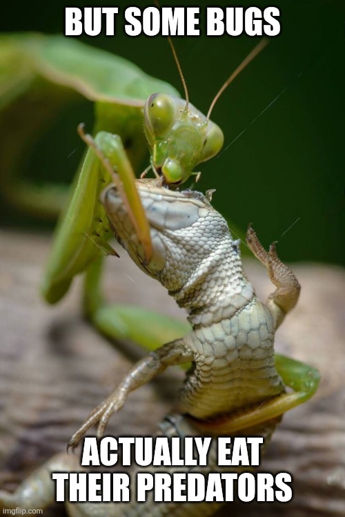 BUT SOME BUGS ACTUALLY EAT THEIR PREDATORS | made w/ Imgflip meme maker