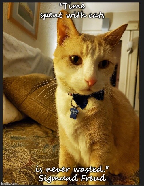 Time spent with cats | "Time spent with cats; is never wasted."
Sigmund Freud | image tagged in cats | made w/ Imgflip meme maker