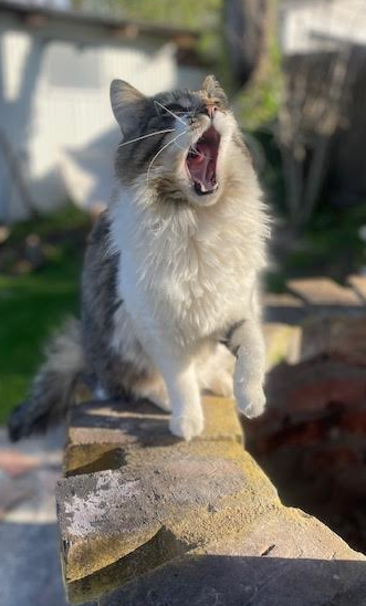 CAT OF GOD Blank Meme Template