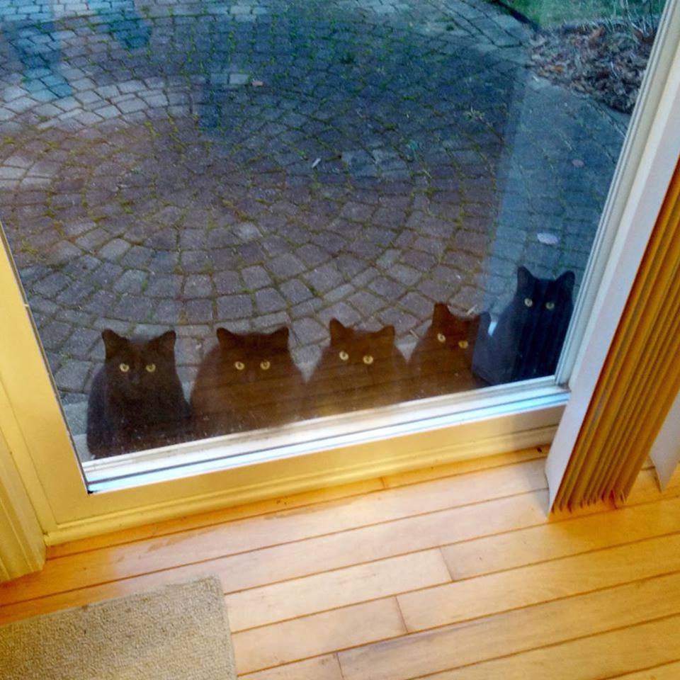 family cats Blank Meme Template