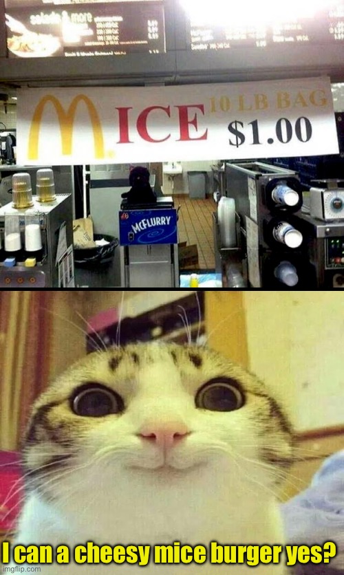 Mice Burger | I can a cheesy mice burger yes? | image tagged in cats,smiling cat,funny cats,i can has cheezburger cat,mcdonald's,sign fail | made w/ Imgflip meme maker