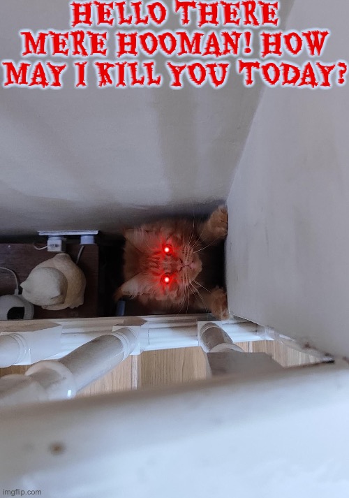 Demonic Murder Kitten | HELLO THERE MERE HOOMAN! HOW MAY I KILL YOU TODAY? | image tagged in cats,funny cats,kittens,so you have chosen death,high-pitched demonic screeching,kill you cat | made w/ Imgflip meme maker