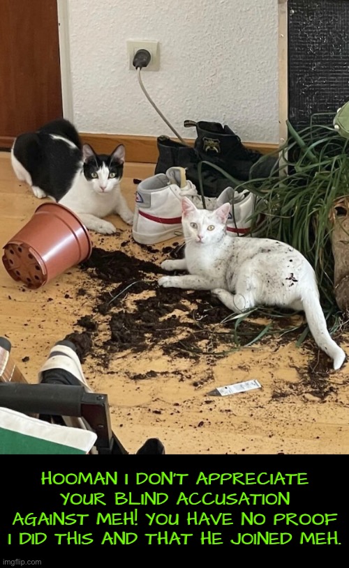 Liars Of Epic Proportion | HOOMAN I DON'T APPRECIATE YOUR BLIND ACCUSATION AGAINST MEH! YOU HAVE NO PROOF I DID THIS AND THAT HE JOINED MEH. | image tagged in cats,funny cats,liars,mischief,plants,totally busted | made w/ Imgflip meme maker