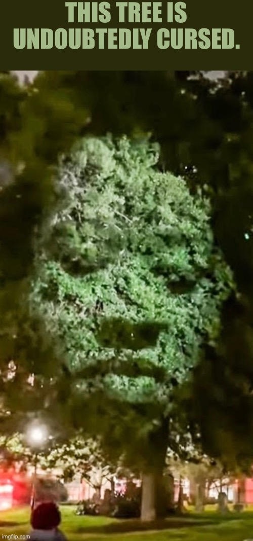 Cursed Tree | THIS TREE IS UNDOUBTEDLY CURSED. | image tagged in cursed images,trees,face,creepy face,excuse me wtf,what a terrible day to have eyes | made w/ Imgflip meme maker