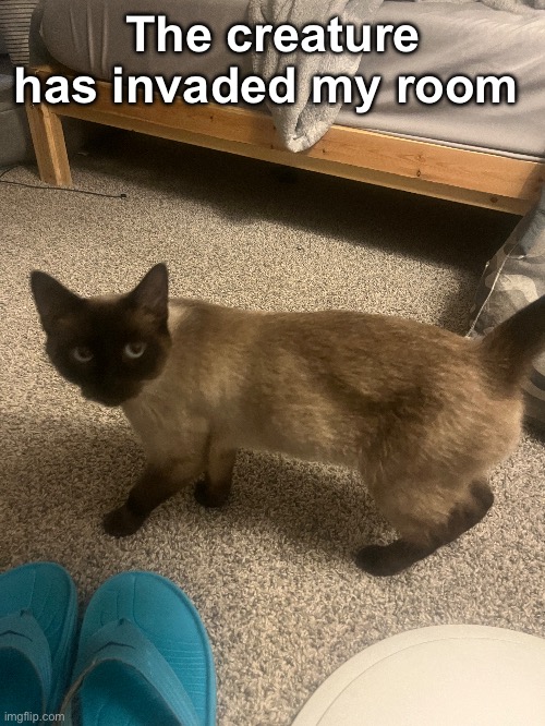 The creature has invaded my room | made w/ Imgflip meme maker