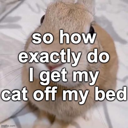 she refuses to move | so how exactly do I get my cat off my bed | image tagged in slungus | made w/ Imgflip meme maker