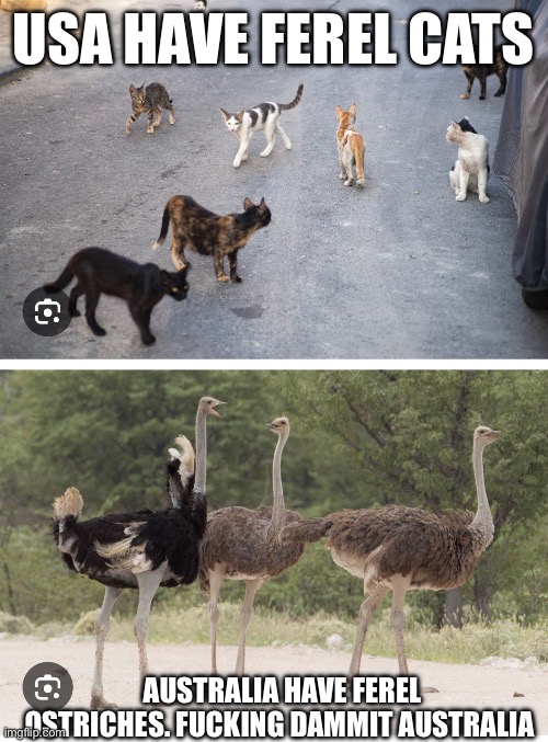 Damn | USA HAVE FEREL CATS; AUSTRALIA HAVE FEREL OSTRICHES. FUCKING DAMMIT AUSTRALIA | made w/ Imgflip meme maker