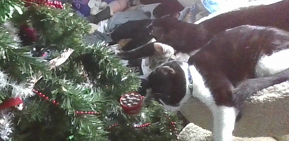 three critters | made w/ Imgflip meme maker