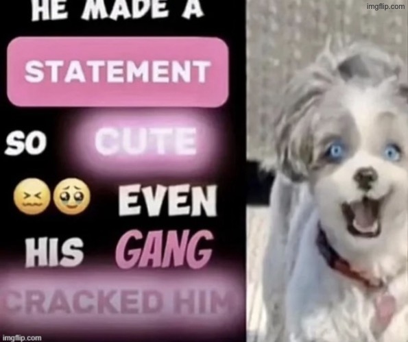 he made a statement so cute even his gang cracked him | image tagged in he made a statement so cute even his gang cracked him | made w/ Imgflip meme maker