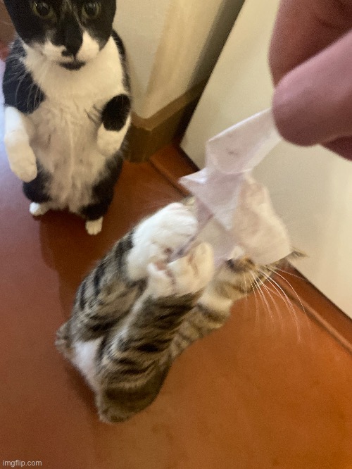 They like dryer sheets | made w/ Imgflip meme maker