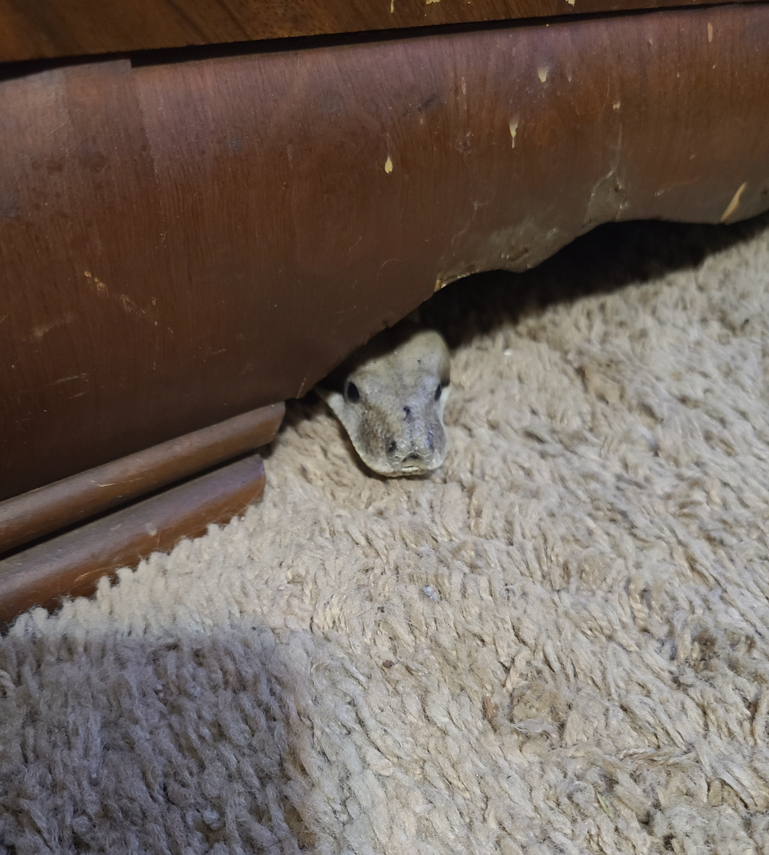 Sneemky snek Blank Meme Template