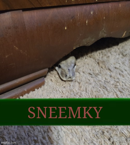 Sneemky | SNEEMKY | image tagged in sneemky snek | made w/ Imgflip meme maker