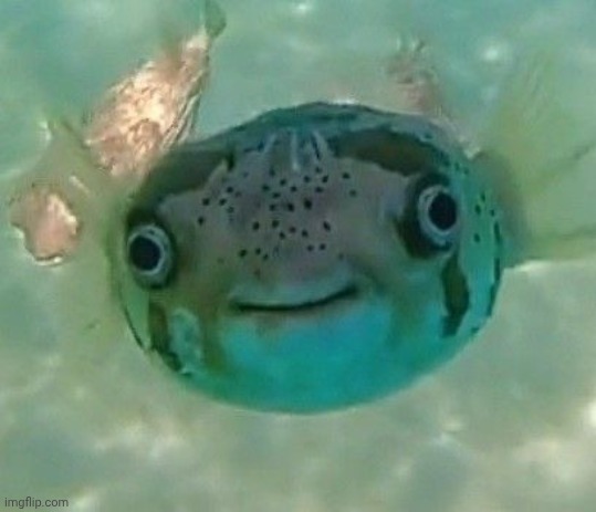 Fih | image tagged in fih | made w/ Imgflip meme maker