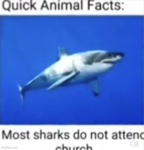 Quick Animal Facts:

Most sharks do not attend church | made w/ Imgflip meme maker
