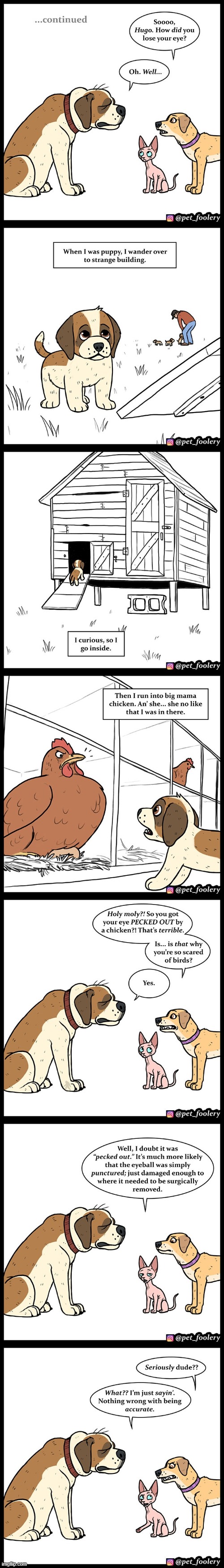 image tagged in cat,dogs,eye,puppy,chicken,ouch | made w/ Imgflip meme maker