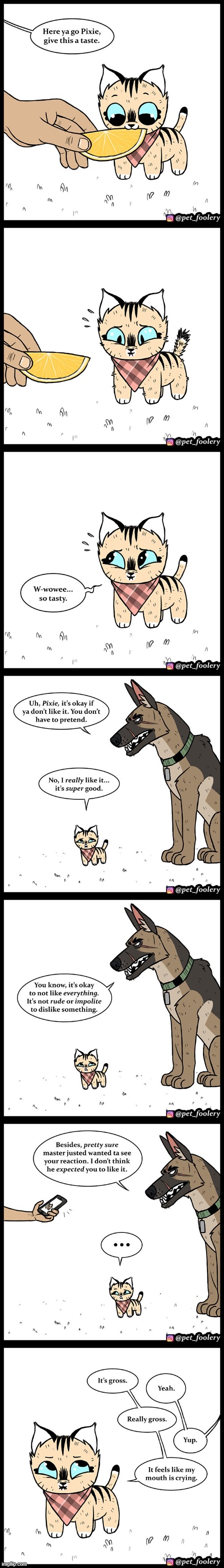 image tagged in dog,cat,lemon,taste,sour,oof | made w/ Imgflip meme maker