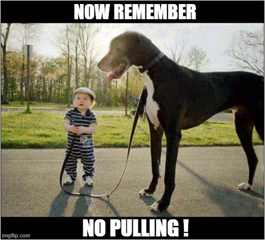 This Could End So Badly ... | NOW REMEMBER; NO PULLING ! | image tagged in dogs,great dane,child,pulled over | made w/ Imgflip meme maker