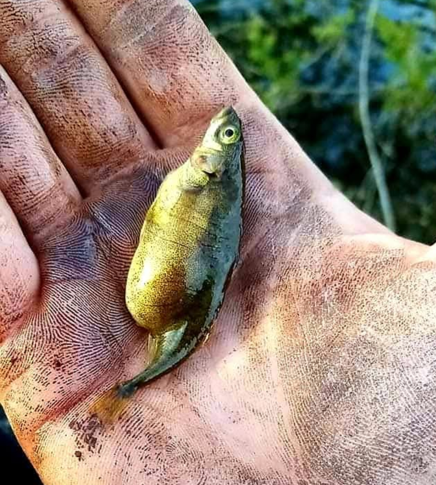 Stickleback Blank Meme Template