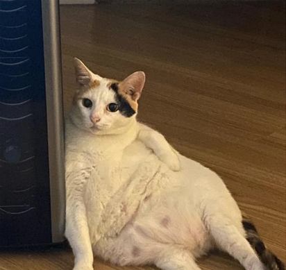 fatcat Blank Meme Template