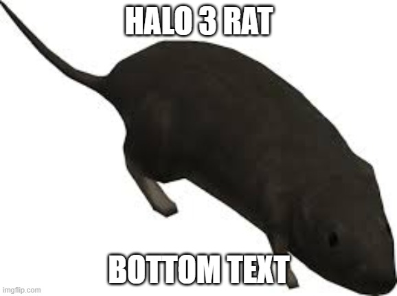 To the top boys! | HALO 3 RAT; BOTTOM TEXT | image tagged in halo 3 rat,halo,shitpost | made w/ Imgflip meme maker