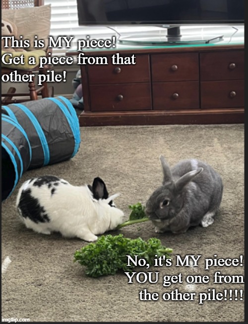 Bunny battle | This is MY piece!
Get a piece from that 
other pile! No, it's MY piece!
YOU get one from
the other pile!!!! | image tagged in animals | made w/ Imgflip meme maker