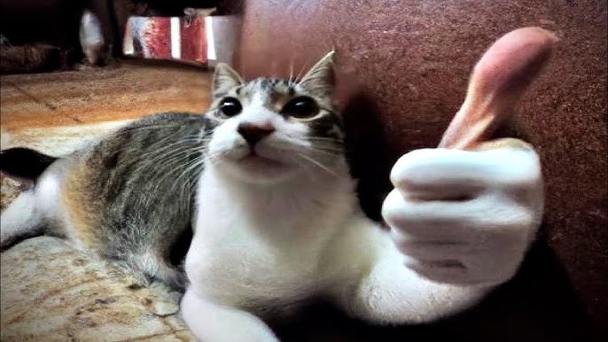 Thumbs up cat Blank Meme Template