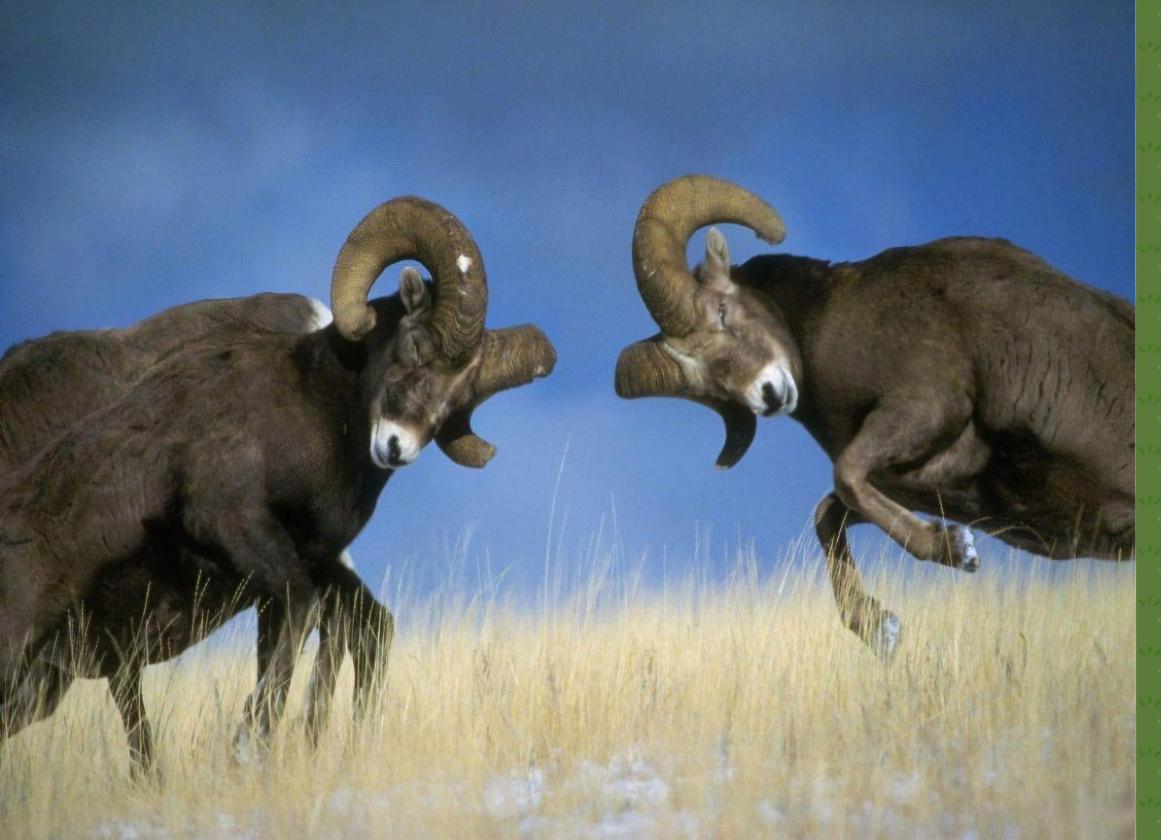 Ramming blue sky Blank Meme Template