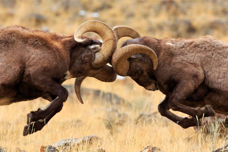 Ramming heads Blank Meme Template