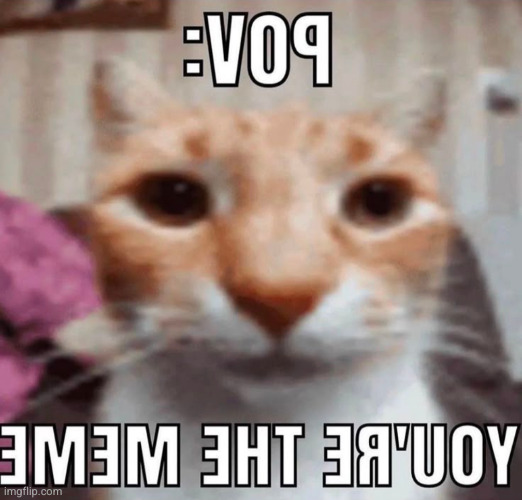 image tagged in meme,cat,reverse,your the meme,funny | made w/ Imgflip meme maker