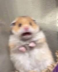 scared hampter Blank Meme Template